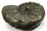 Triassic Ammonite (Ceratites sublaevigatus) Fossil - Germany #351229-1